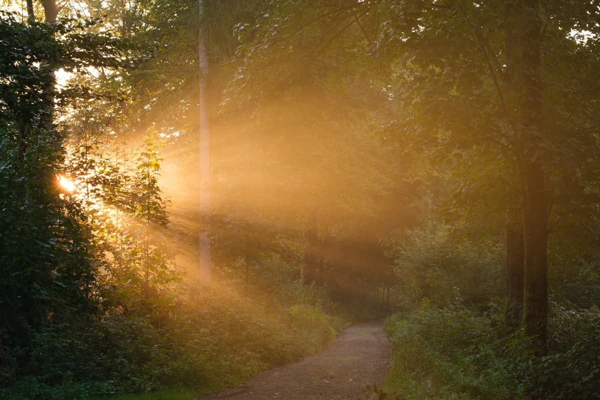 Sunlit forest path — a clear way forward